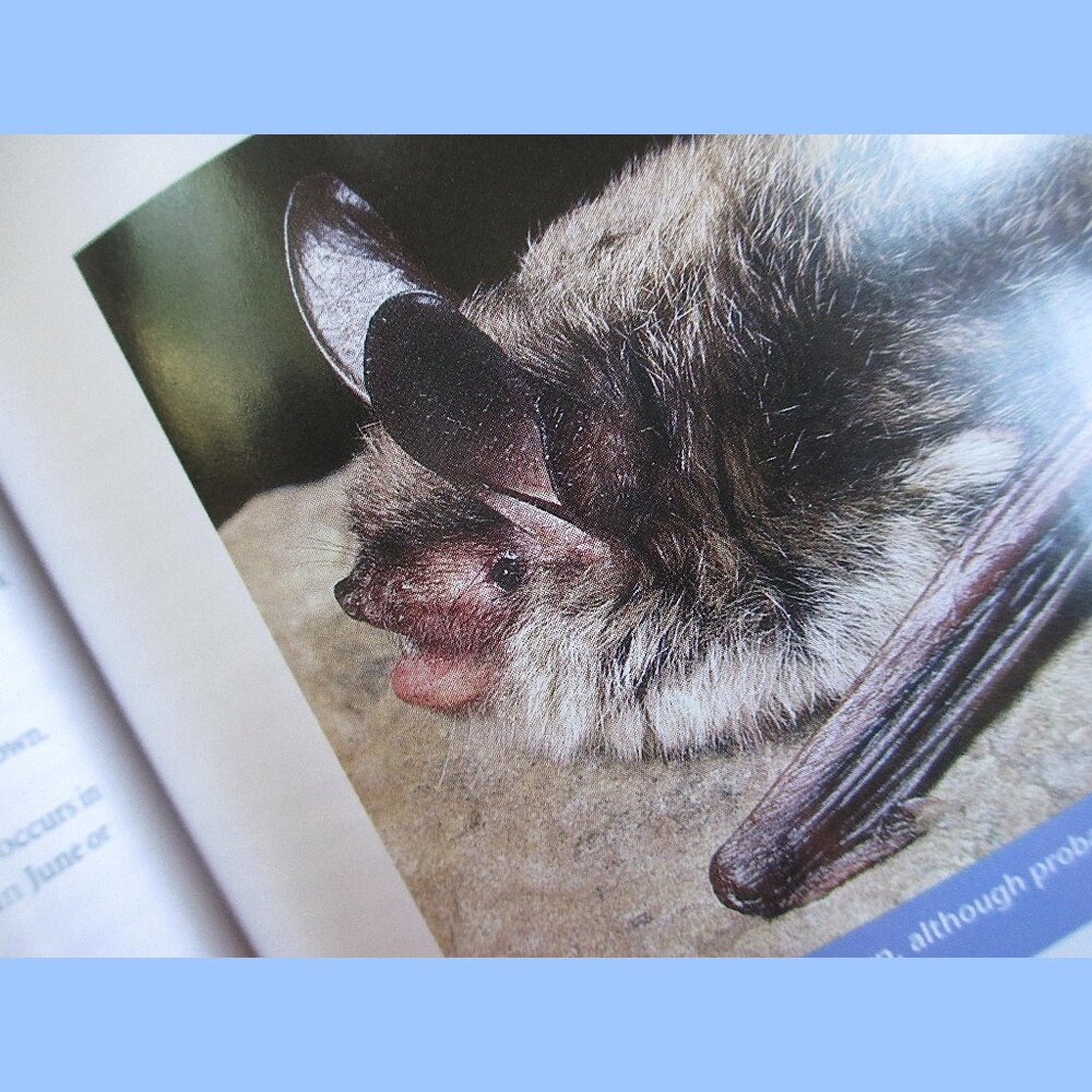 Book: Stokes Beginner's Guide to Bats -- a pocket-sized field guide - Picture 3 of 16